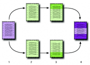 CVS и Subversion имеют один и тот же цикл разработки. [1] Первоначальная версия в репозитарии. [2] Файл извлечен двумя разработчиками. [3] Каждый разработчик редактирует свою часть файла. [4] Файл фиксируется в репозитарии, объединяя оба изменения.